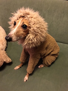 イタリアングレイハウンド